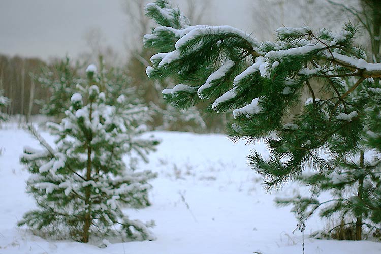 photo "***" tags: landscape, forest, winter