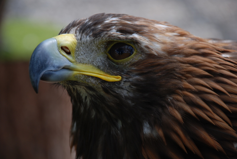 photo "Willing of freedom" tags: nature, genre, wild animals