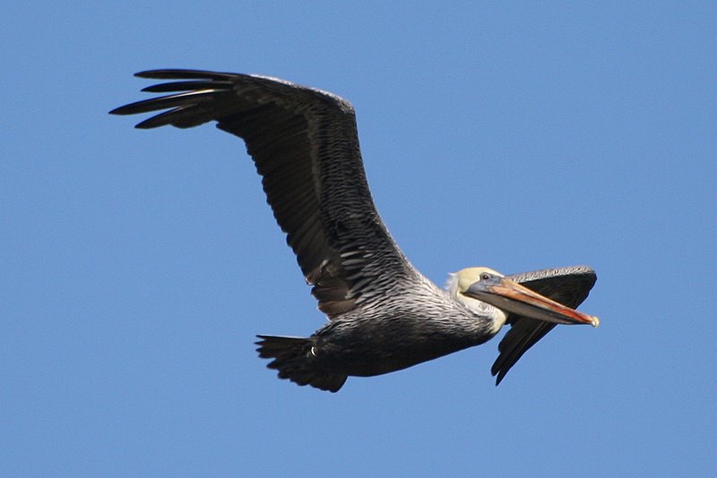 photo "Pelican" tags: travel, nature, North America, wild animals