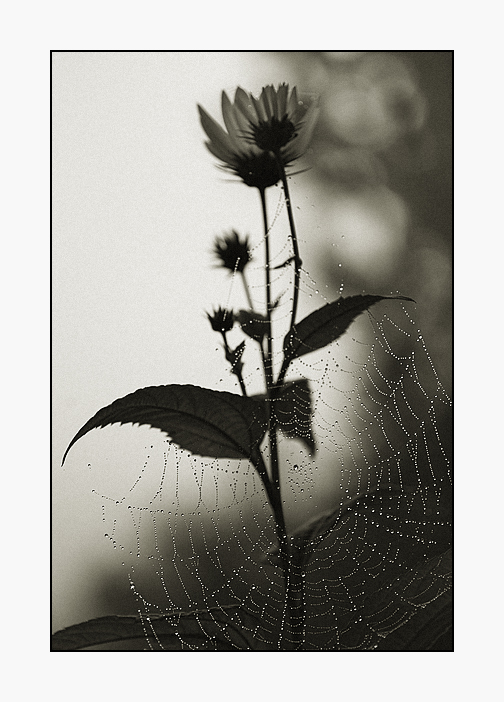 photo "more than this..." tags: , 