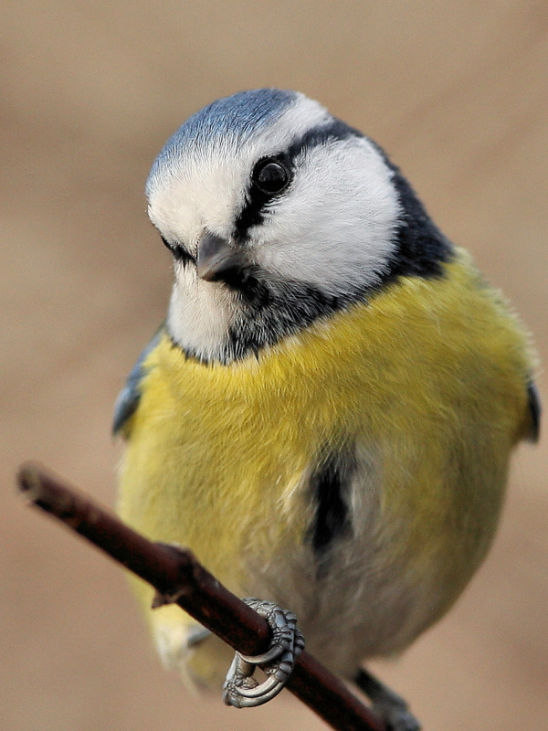 photo "Parus caeruleus (3)" tags: nature, wild animals