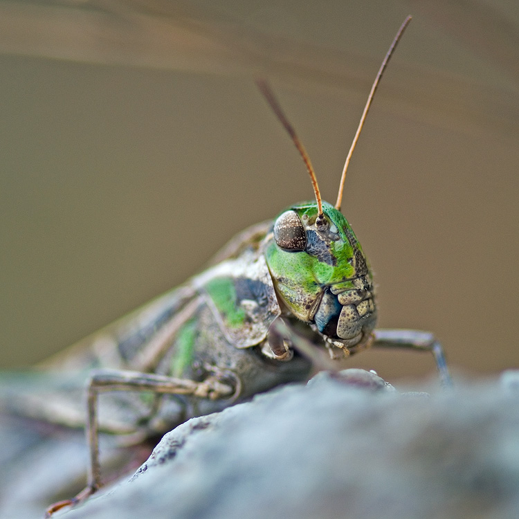 photo "***" tags: nature, macro and close-up, insect