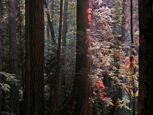 photo "Belvedere Forest" tags: , 