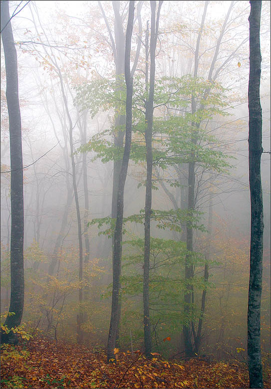 photo "***" tags: landscape, autumn