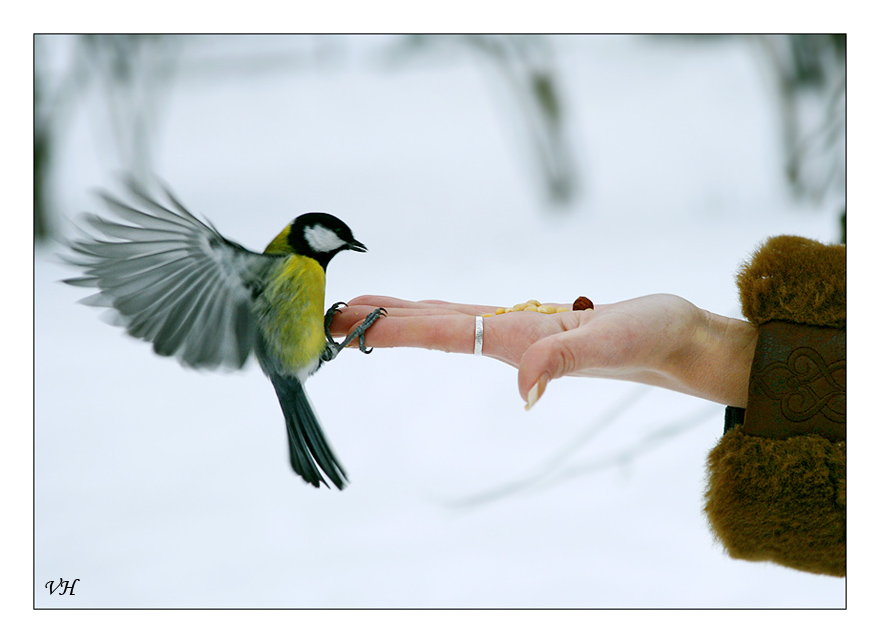 photo "Soft landing" tags: nature, wild animals