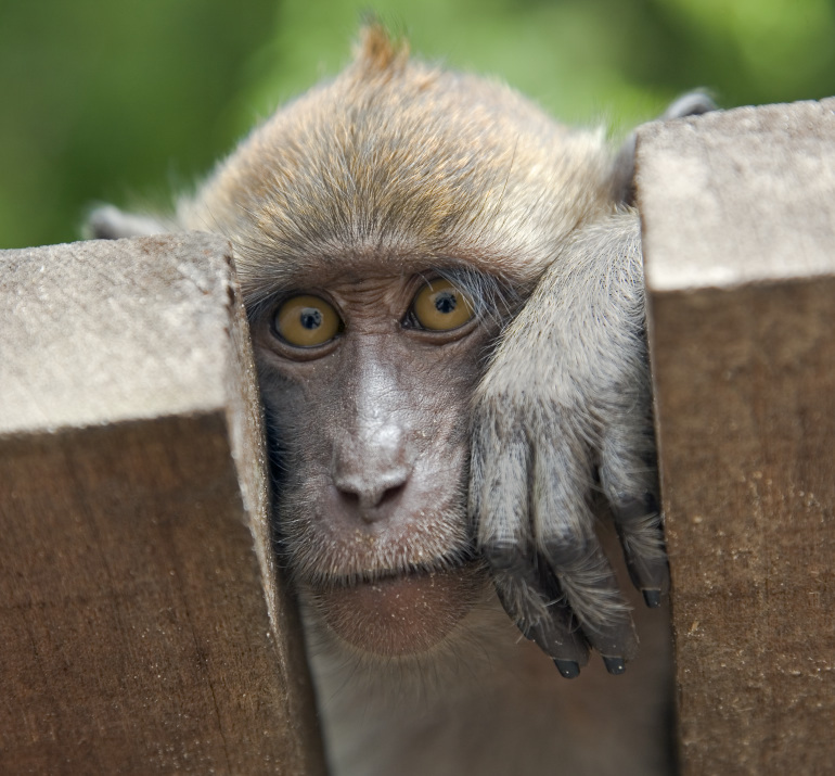 photo "***" tags: nature, wild animals