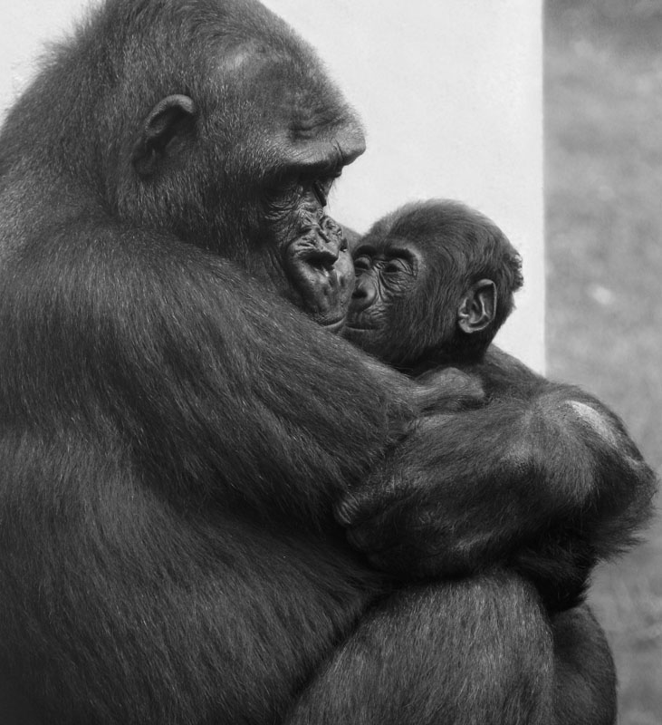фото "30651 Mothers love" метки: природа, дикие животные