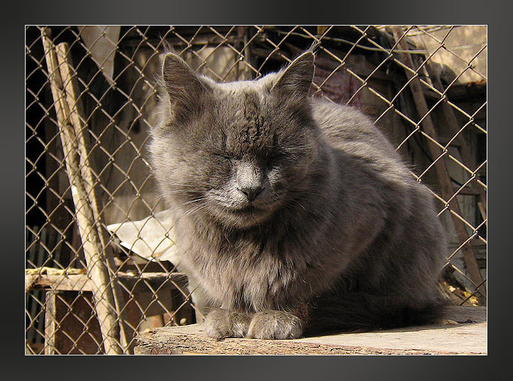 photo "Old cat" tags: nature, pets/farm animals