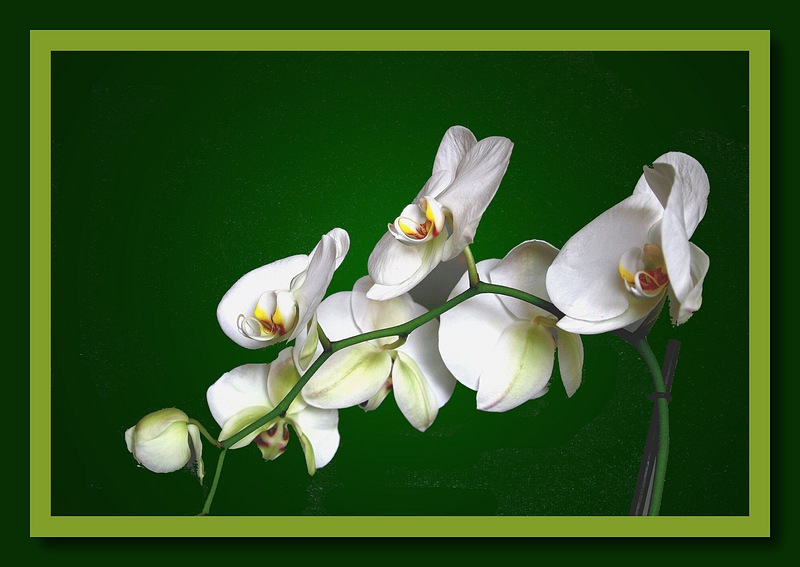 фото "Orchid compo 1" метки: природа, портрет, цветы