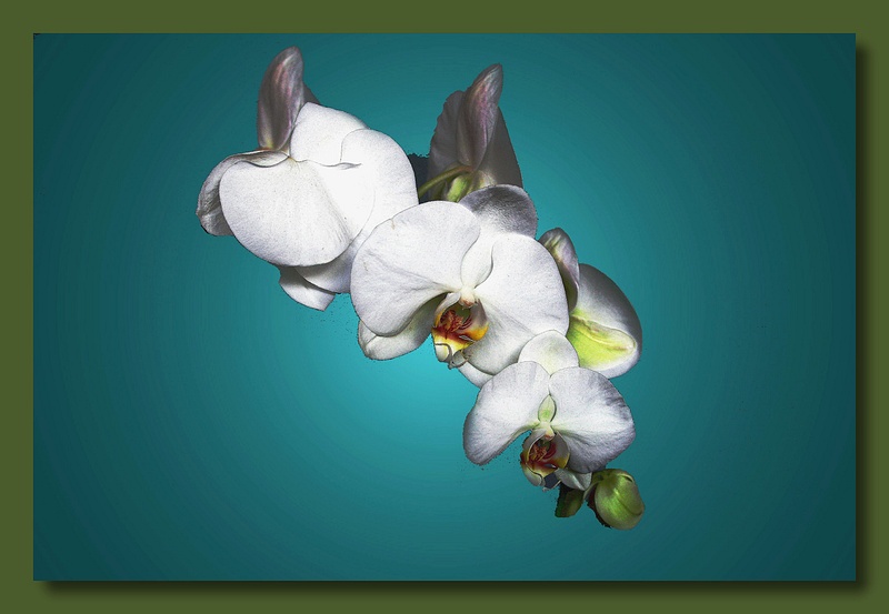 photo "Orchid compo 2" tags: nature, portrait, flowers