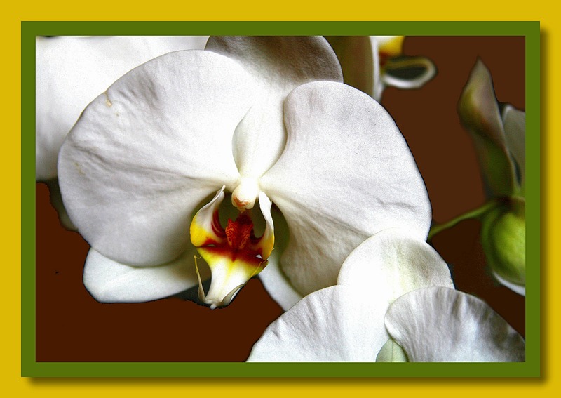 фото "Orchid compo 3" метки: природа, портрет, цветы