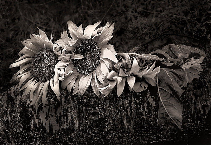 фото "Недолог век цветения" метки: природа, натюрморт, цветы