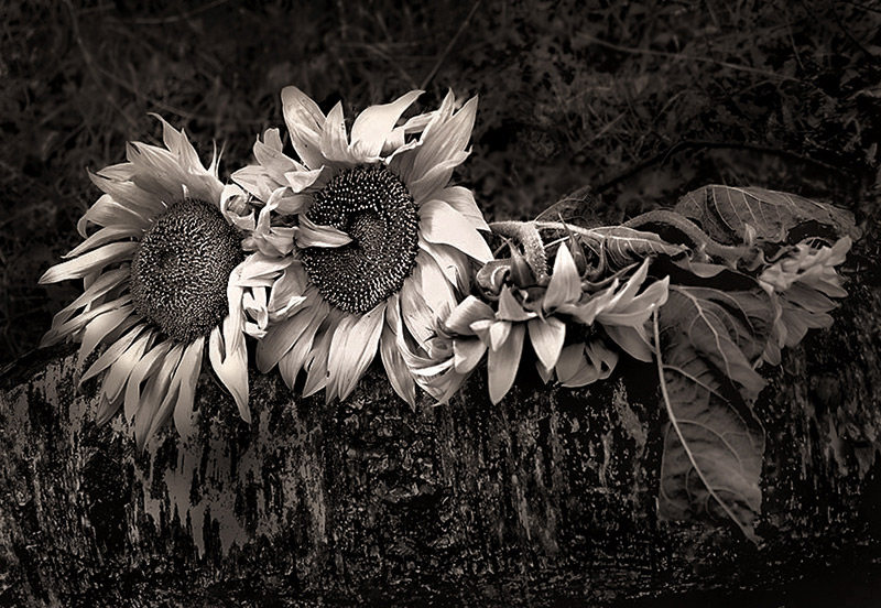 photo "***" tags: nature, still life, flowers