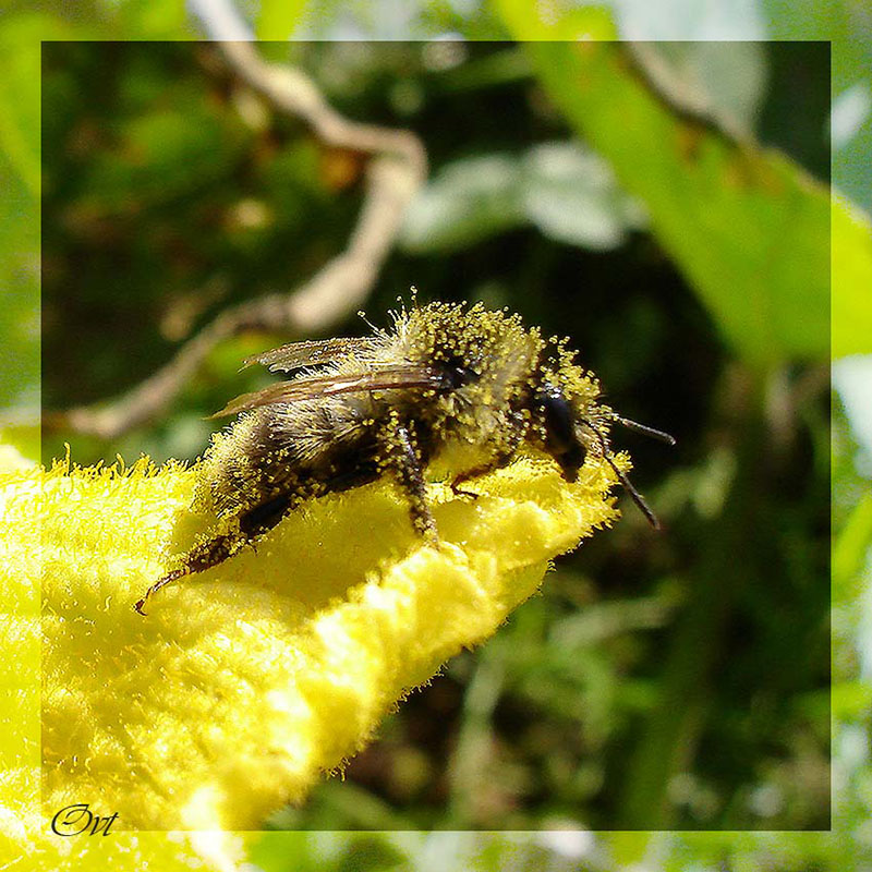 photo "***" tags: nature, macro and close-up, insect