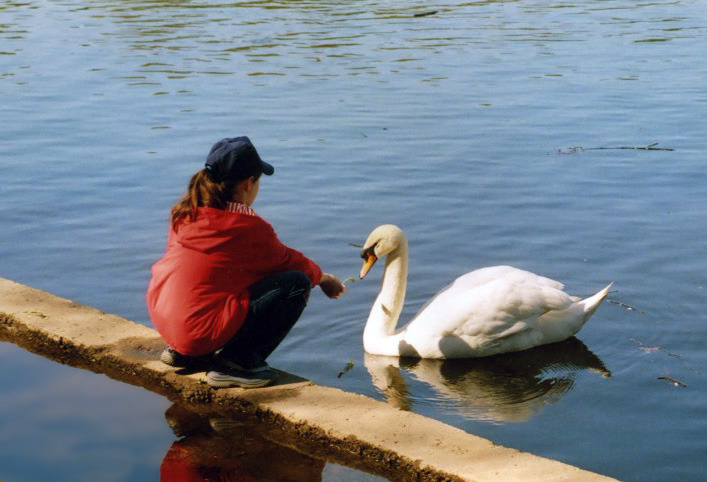 photo "To feed a swan" tags: genre, 