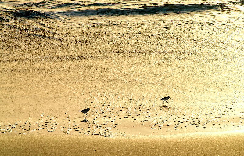 photo "Two fishing birds..." tags: nature, wild animals