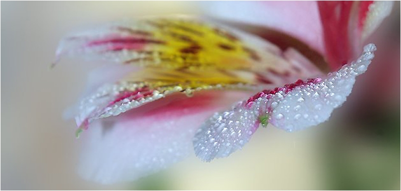 фото "Альстремерия" метки: макро и крупный план, природа, цветы