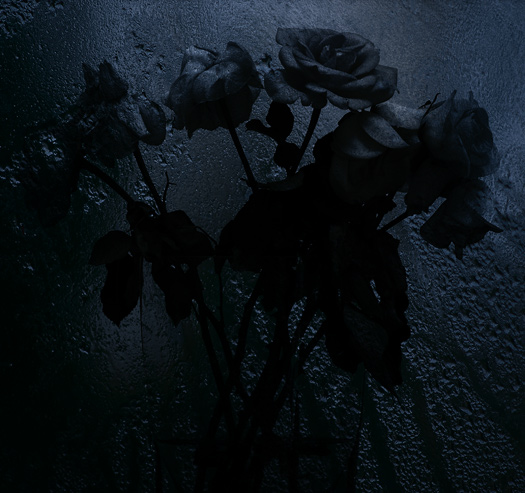 фото "Love in Vain" метки: природа, цветы