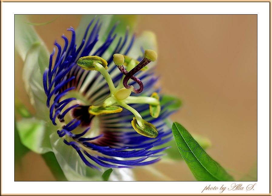 photo "***" tags: macro and close-up, nature, flowers