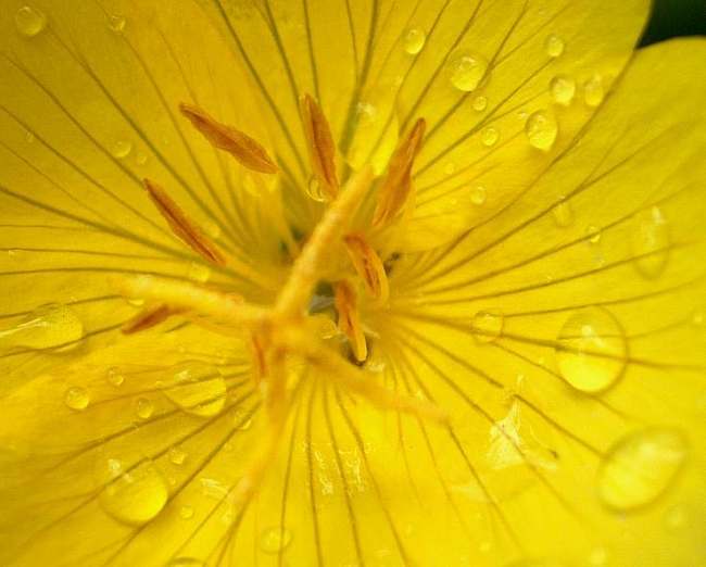 фото "желтый мед" метки: природа, макро и крупный план, цветы