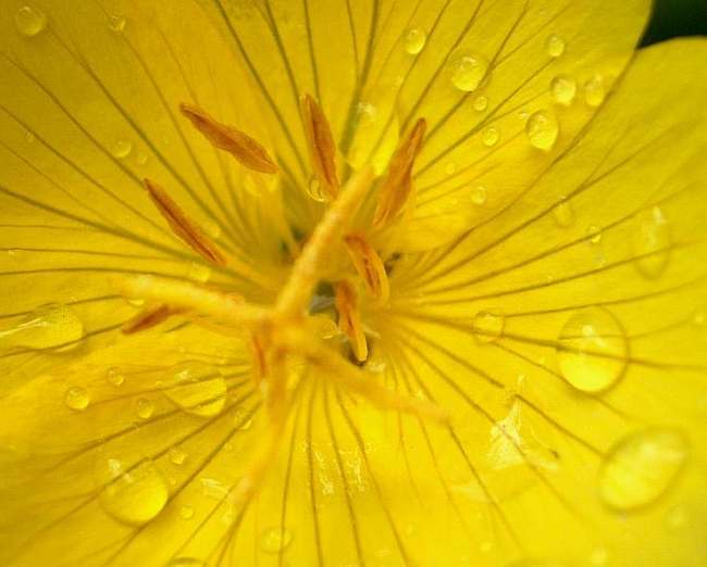 photo "***" tags: nature, macro and close-up, flowers