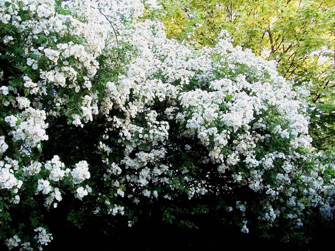 photo ""Rambling Rector 2 "" tags: landscape, nature, flowers, summer