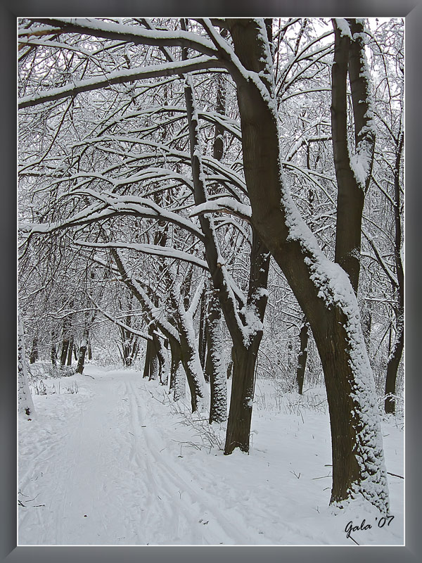 photo "Linden Alley" tags: landscape, winter