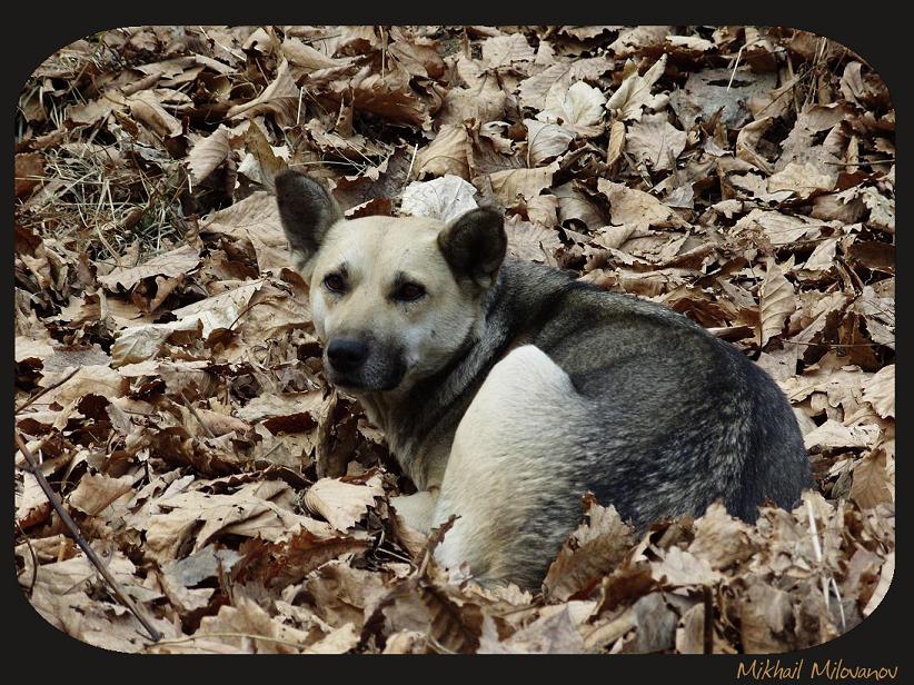 photo "***" tags: nature, pets/farm animals