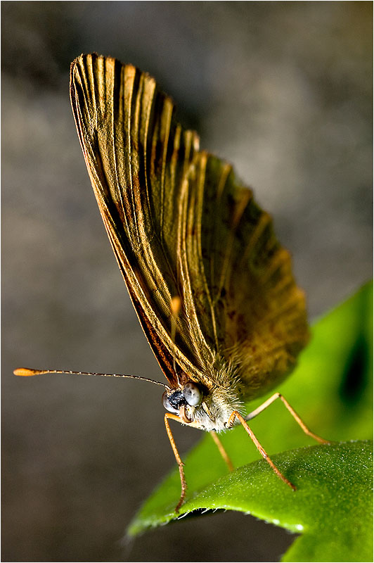 photo "BF" tags: nature, macro and close-up, insect