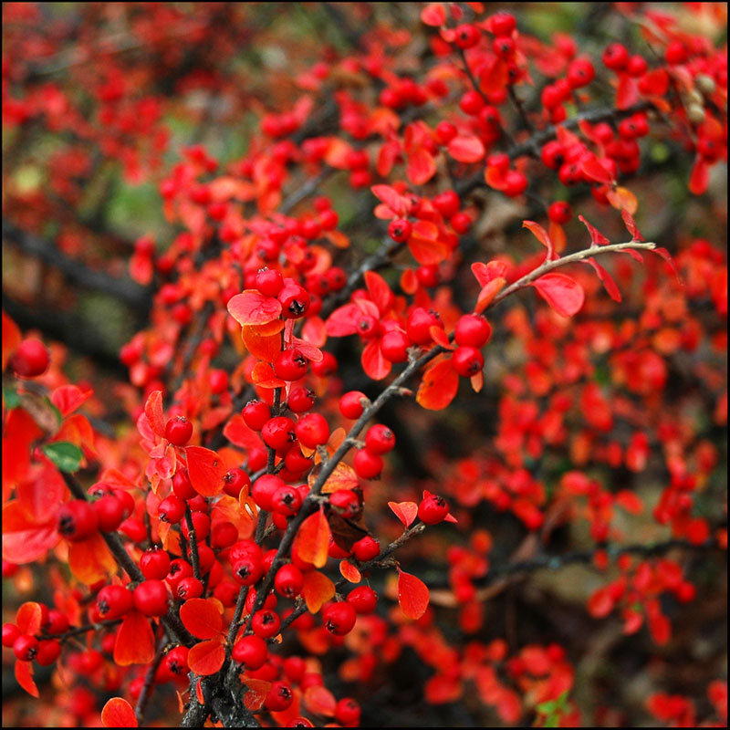 фото "simply red" метки: природа, цветы