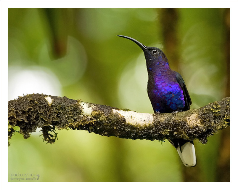 photo "Violet Sabrewing" tags: nature, travel, North America, wild animals