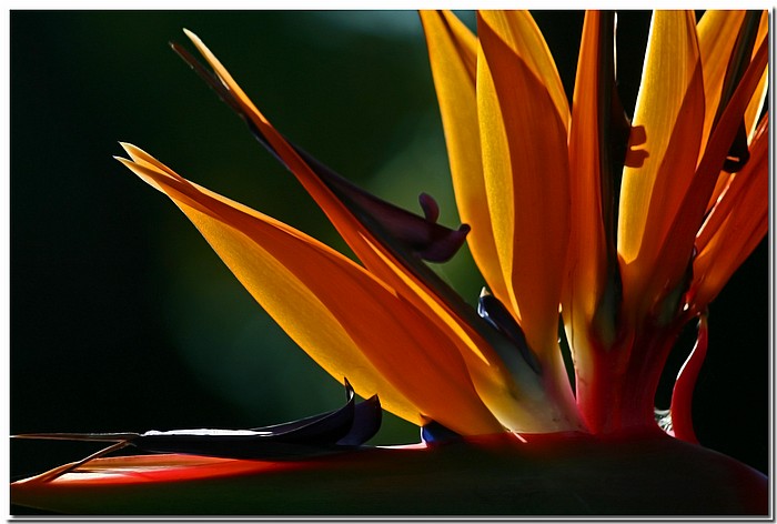 photo "Bird's The Word" tags: nature, flowers