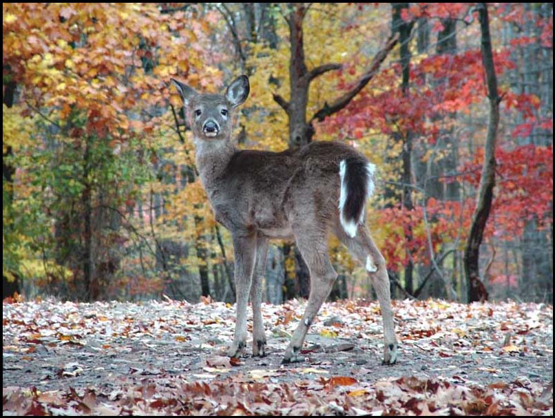 photo "***" tags: genre, nature, wild animals