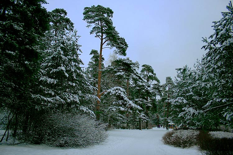 photo "***" tags: landscape, forest, winter