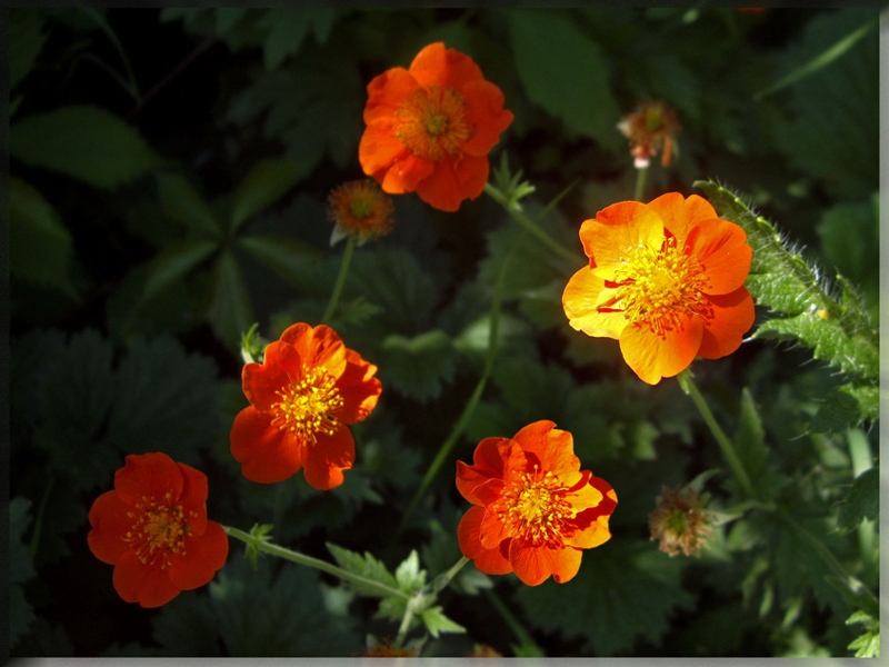 photo "***" tags: nature, flowers