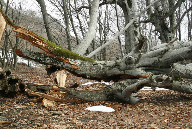 photo "***" tags: landscape, forest, winter