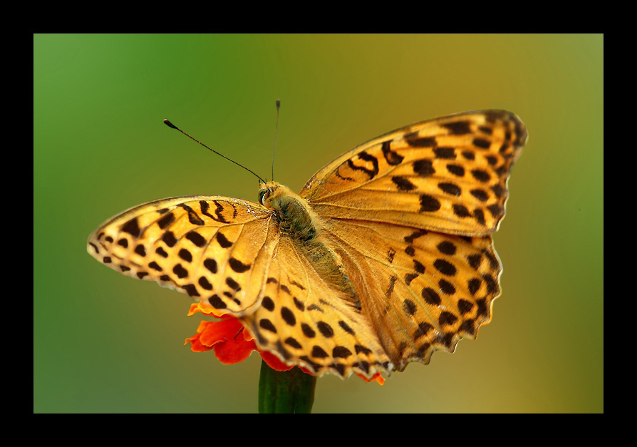 photo "***" tags: macro and close-up, nature, insect