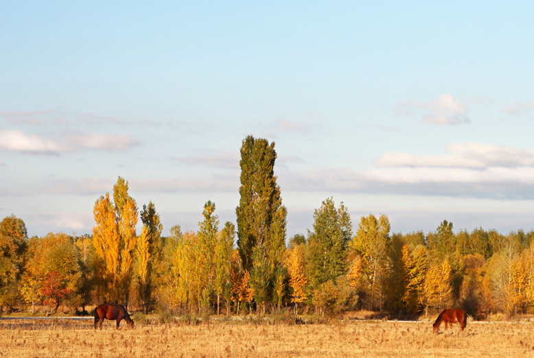 photo "***" tags: landscape, nature, autumn