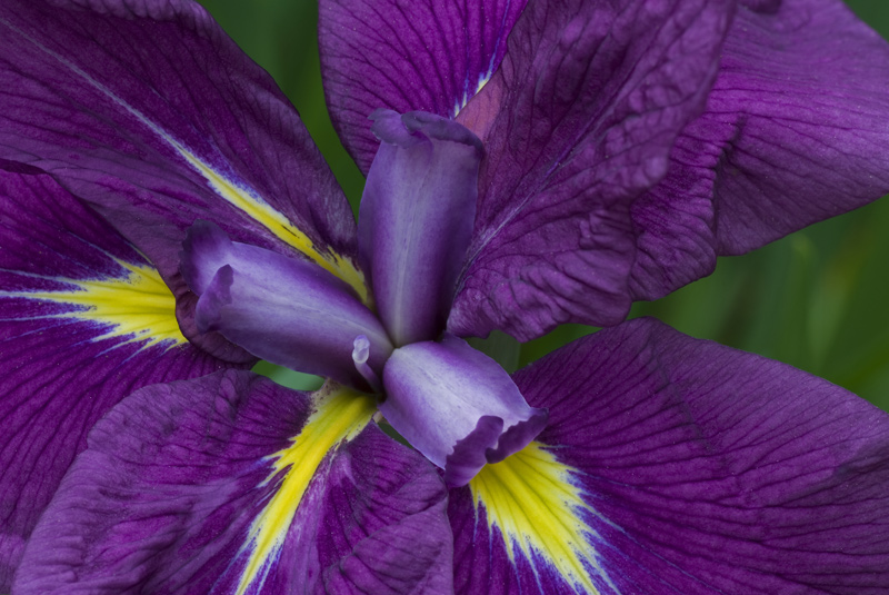 фото "Iris" метки: природа, макро и крупный план, цветы