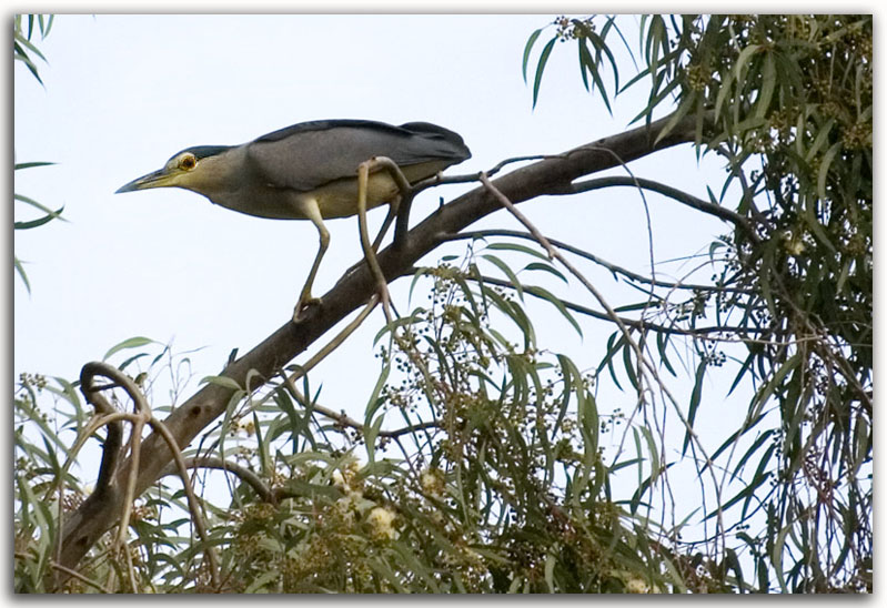 photo "Nycticorax nycticorax" tags: nature, travel, wild animals