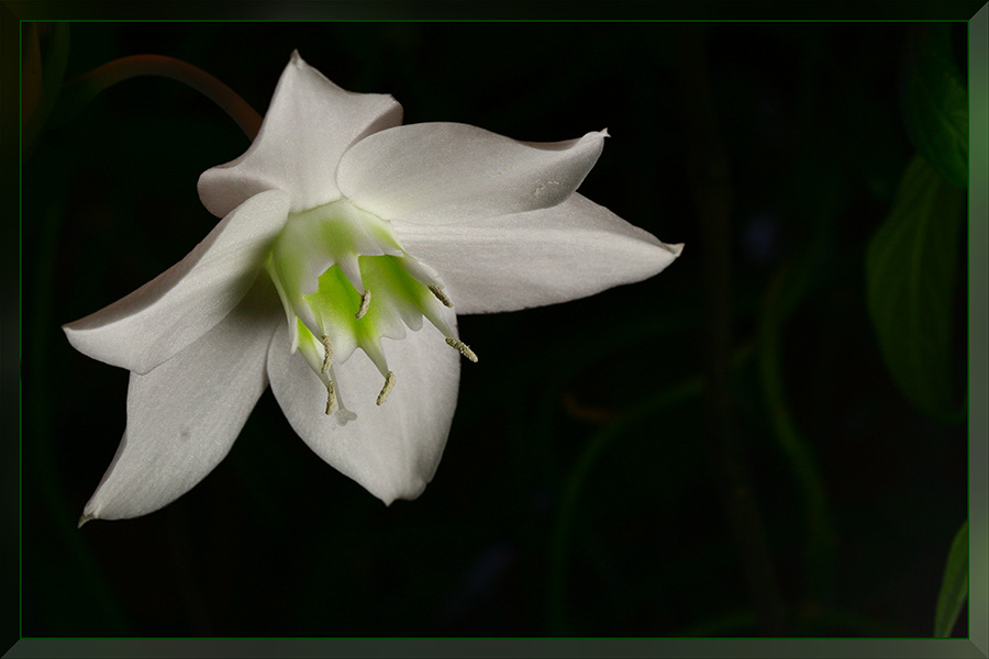 photo "***" tags: nature, macro and close-up, flowers