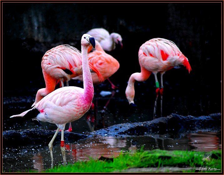 photo "Caribbean Flamingo" tags: nature, reporting, wild animals