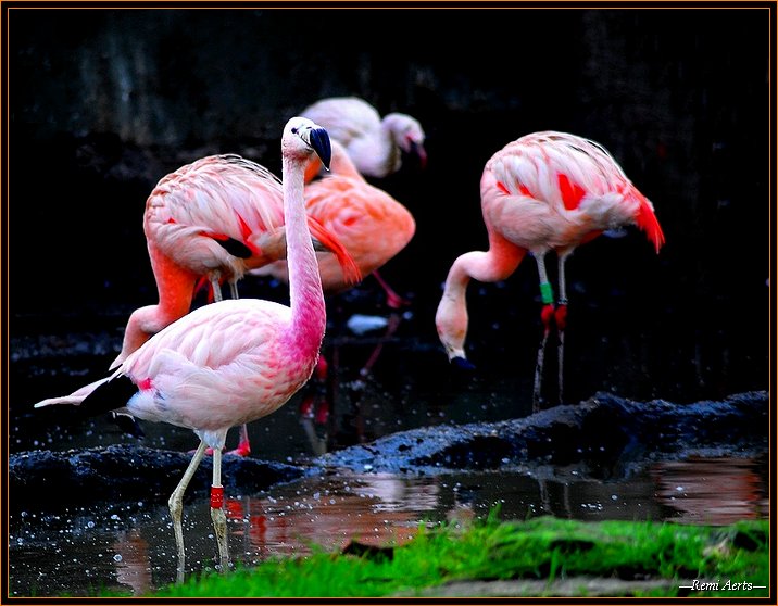 photo "Caribbean Flamingo" tags: nature, reporting, wild animals