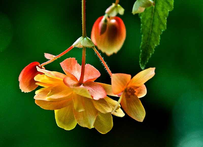 photo "Begonia" tags: nature, flowers