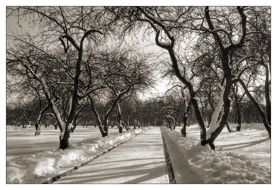 фото "Яблони в снегу" метки: , 