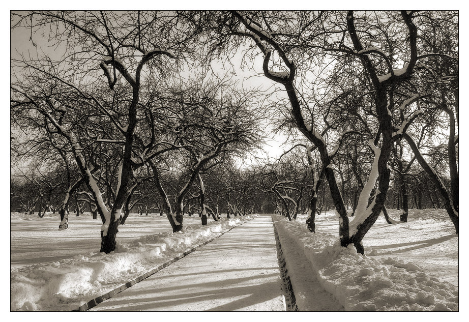 photo "Apple trees" tags: , 