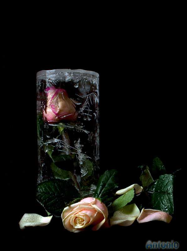 photo "ice breath" tags: nature, still life, flowers