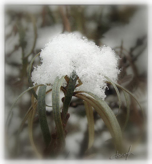 фото "Зимний первоцвет" метки: природа, цветы