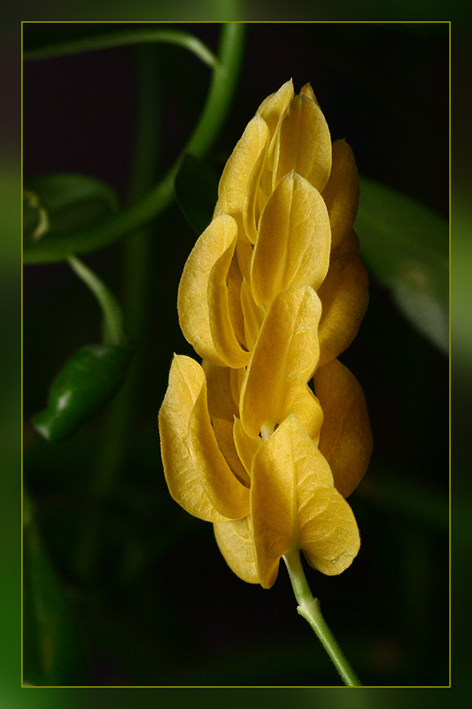 photo "***" tags: macro and close-up, nature, flowers