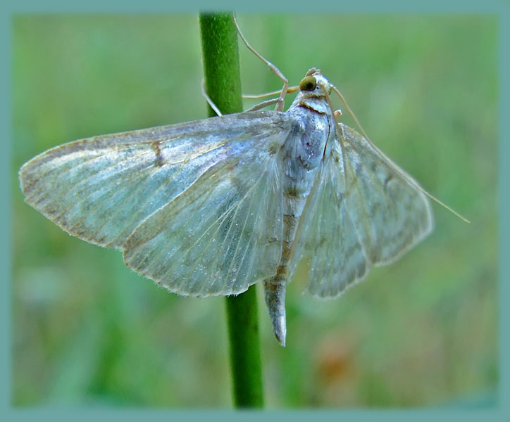 photo "***" tags: nature, insect